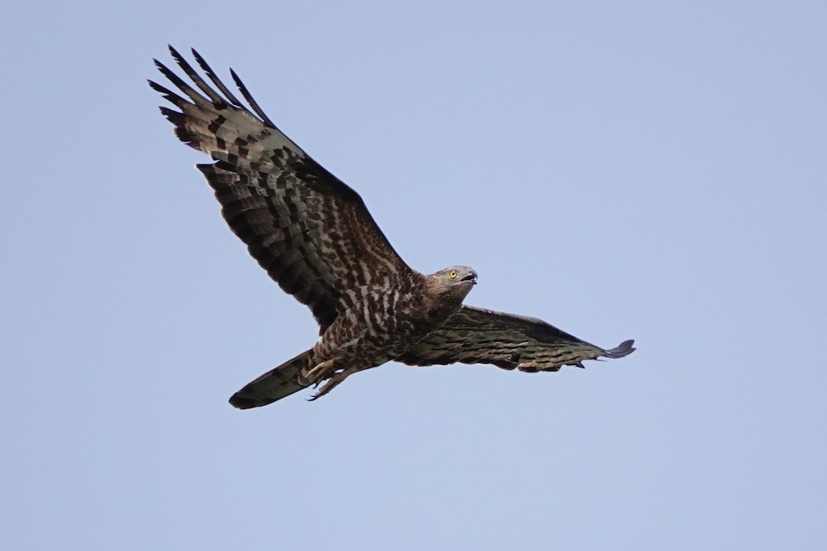 European Honey-buzzard - ML627821128