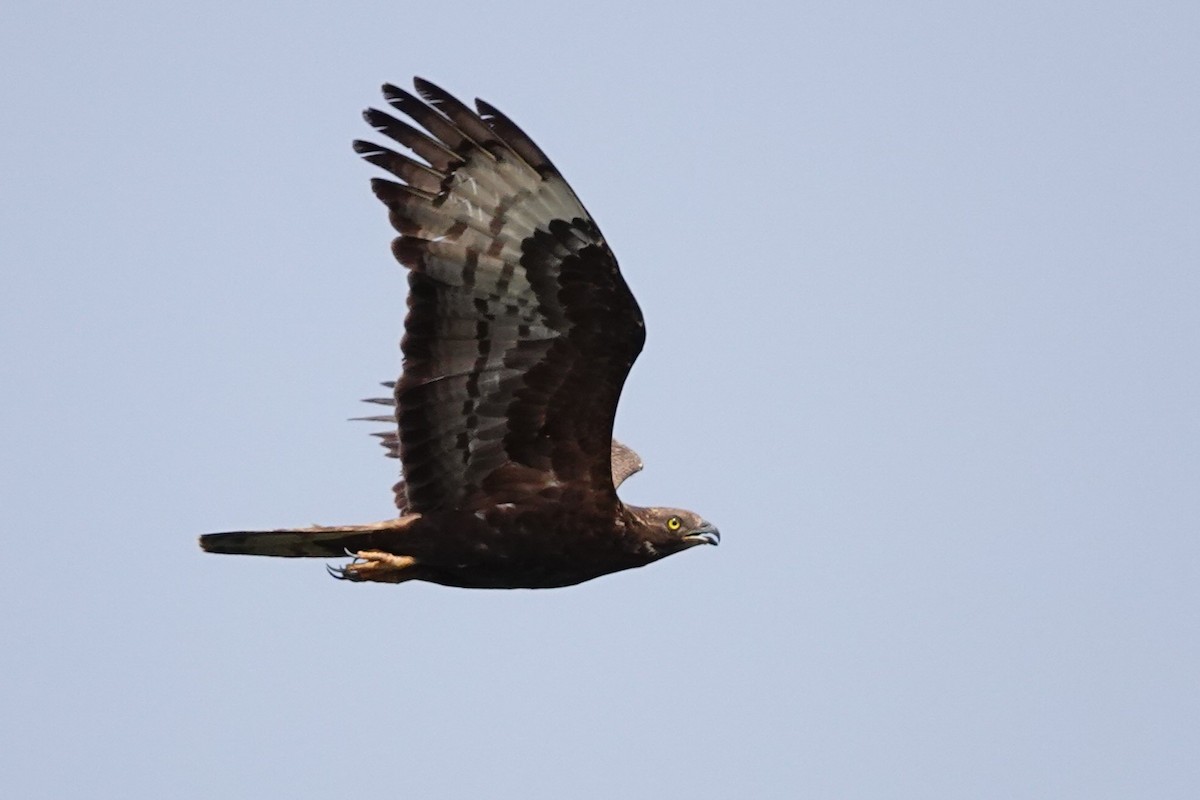 European Honey-buzzard - ML627821129