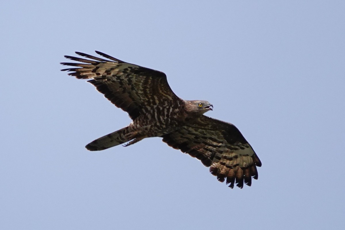 European Honey-buzzard - ML627821130