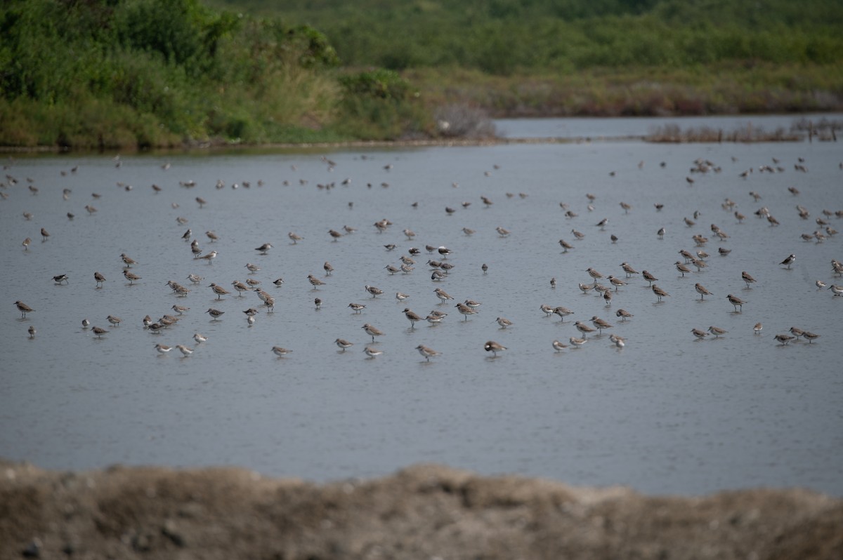 Red-necked Stint - ML627821163