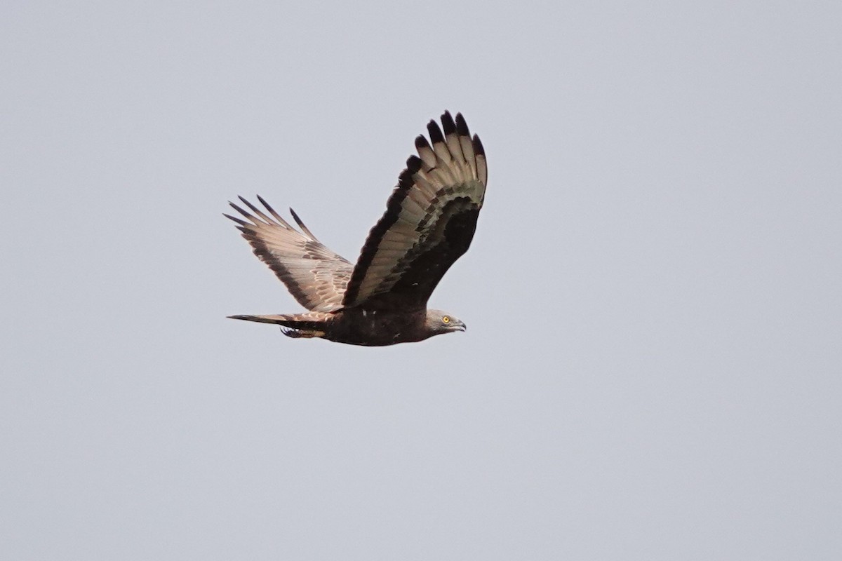 European Honey-buzzard - ML627821166