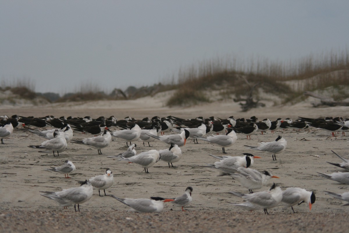 Forster's Tern - ML627821181