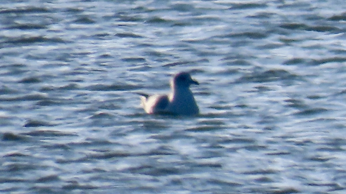 Ring-billed Gull - ML627821196