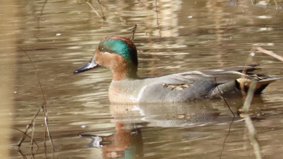 Green-winged Teal - ML627821215