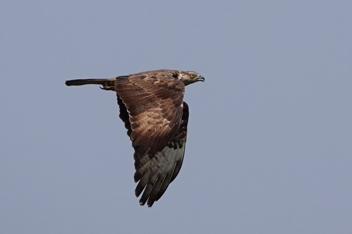 European Honey-buzzard - ML627821220