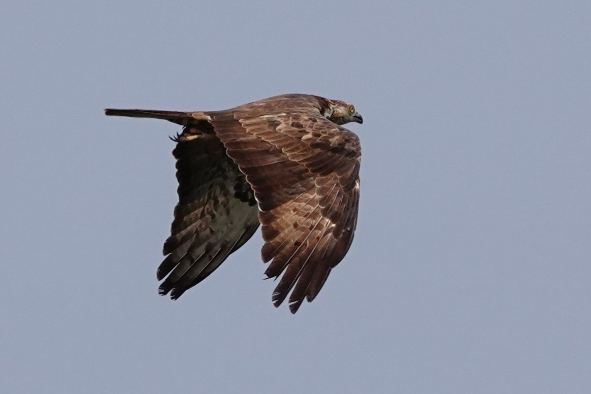 European Honey-buzzard - ML627821221