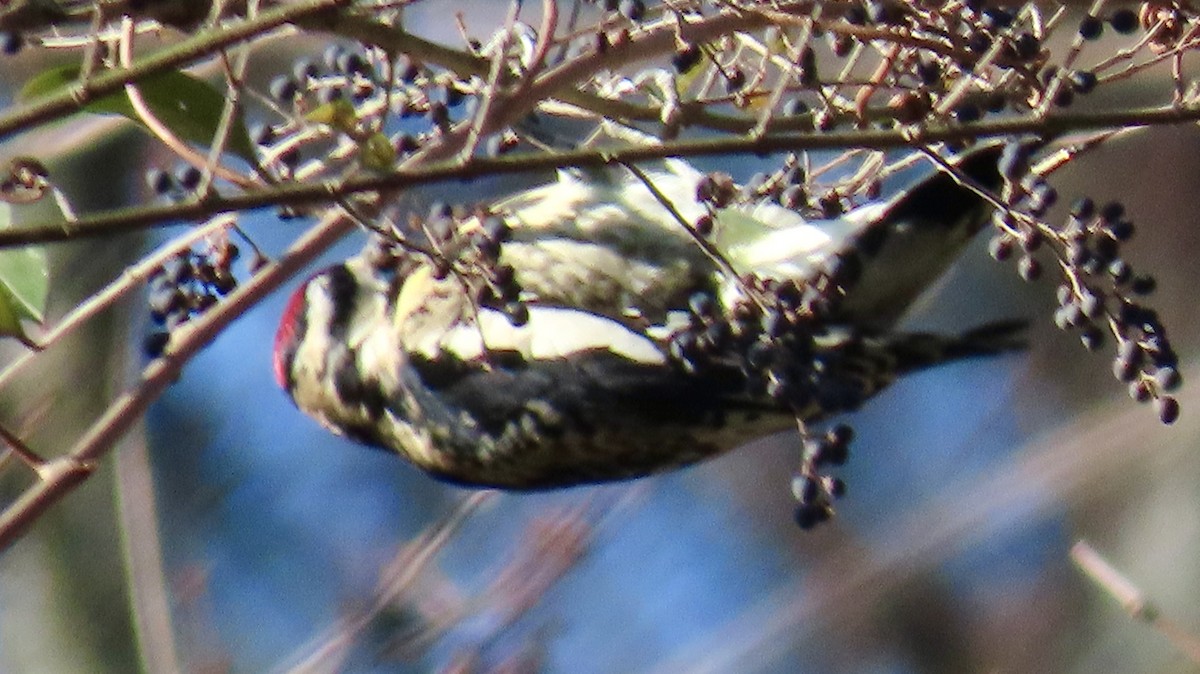 Yellow-bellied Sapsucker - ML627821230