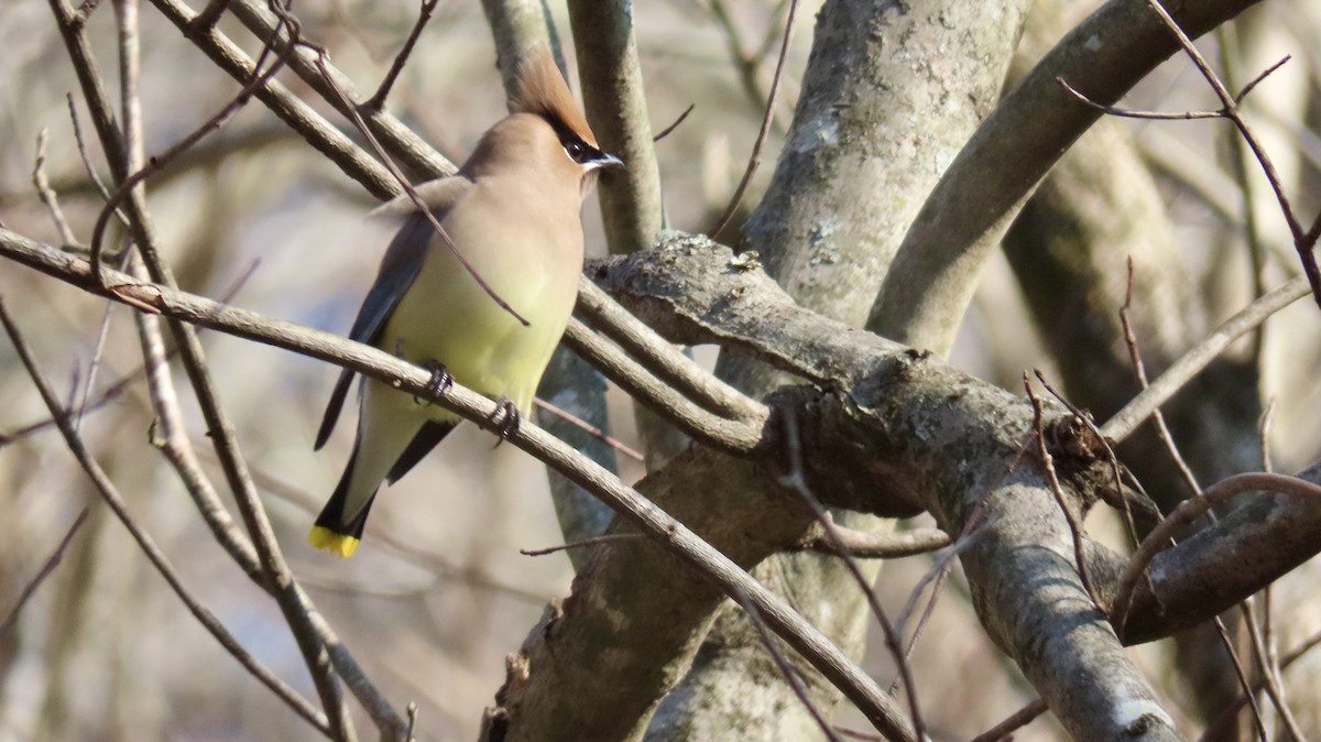 Cedar Waxwing - ML627821234