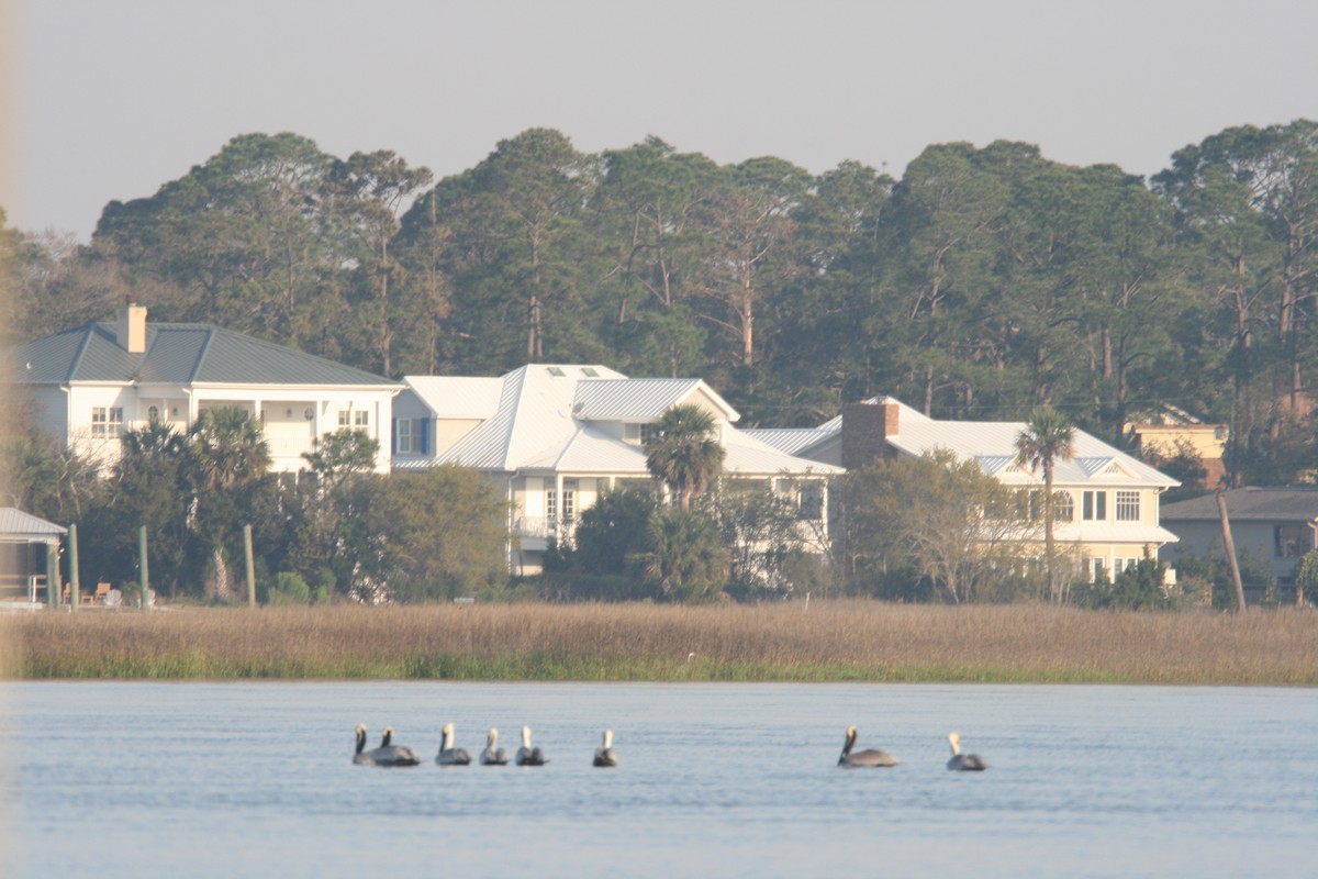 Brown Pelican - ML627821235