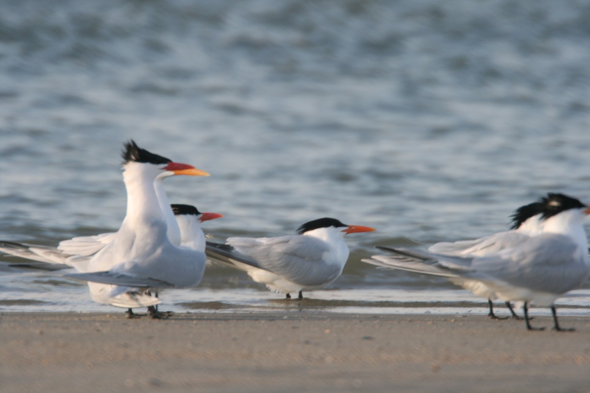 Royal Tern - ML627821290