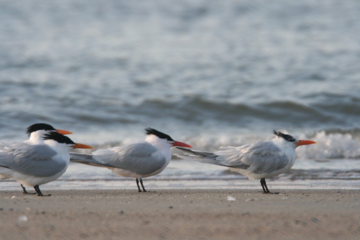 Royal Tern - ML627821291