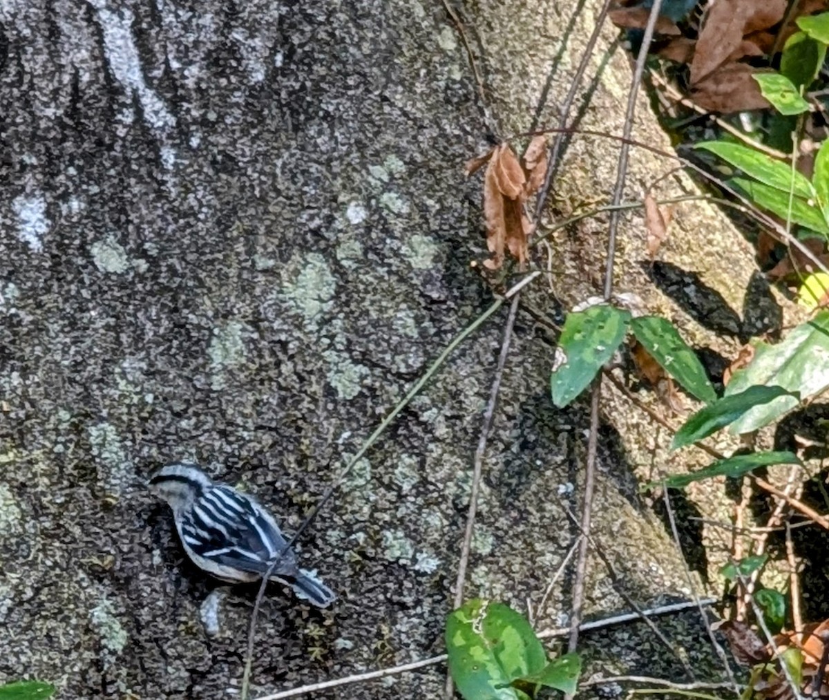 Black-and-white Warbler - ML627821299