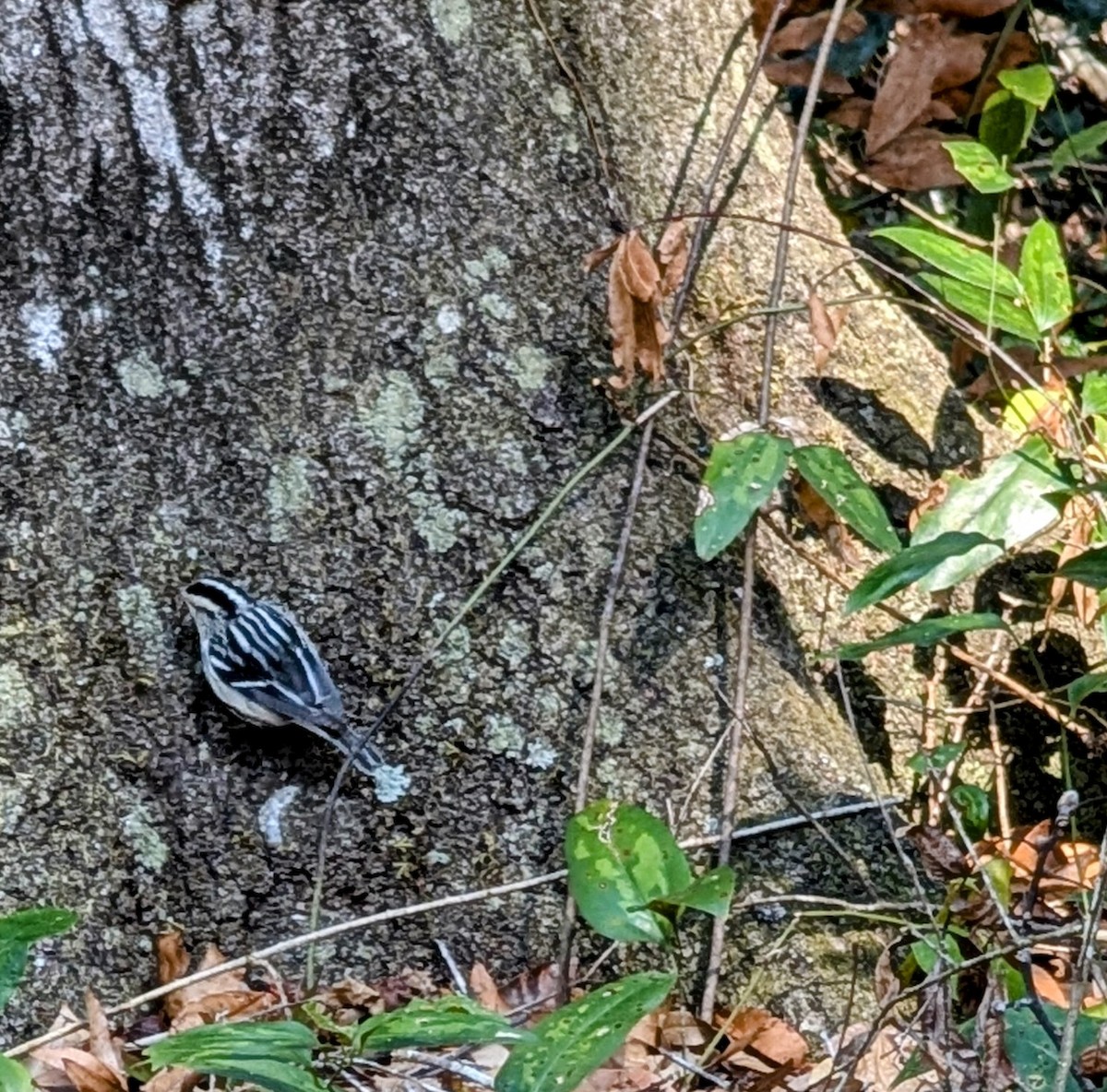 Black-and-white Warbler - ML627821300