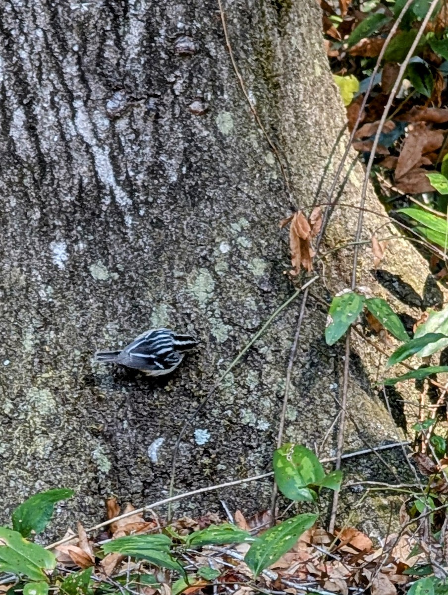 Black-and-white Warbler - ML627821303