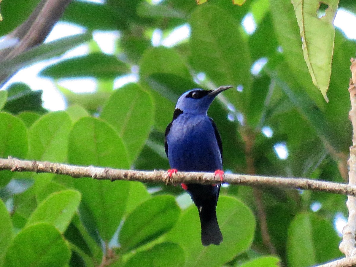 Türkisnaschvogel - ML627821397