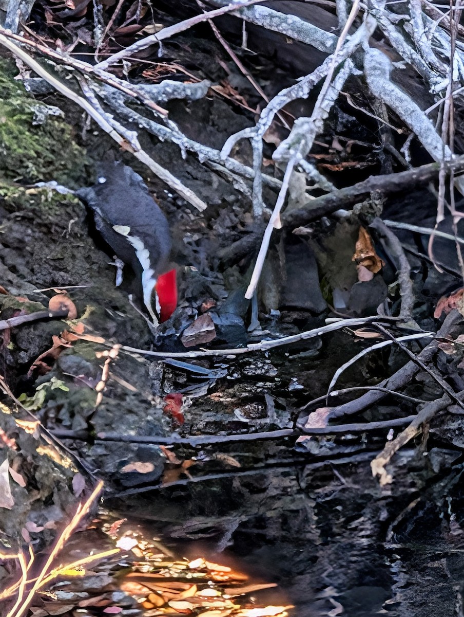 Pileated Woodpecker - ML627821400