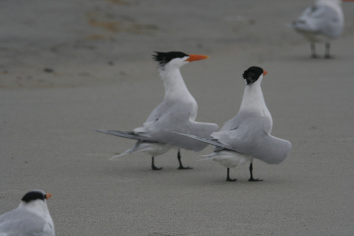 Royal Tern - ML627821407