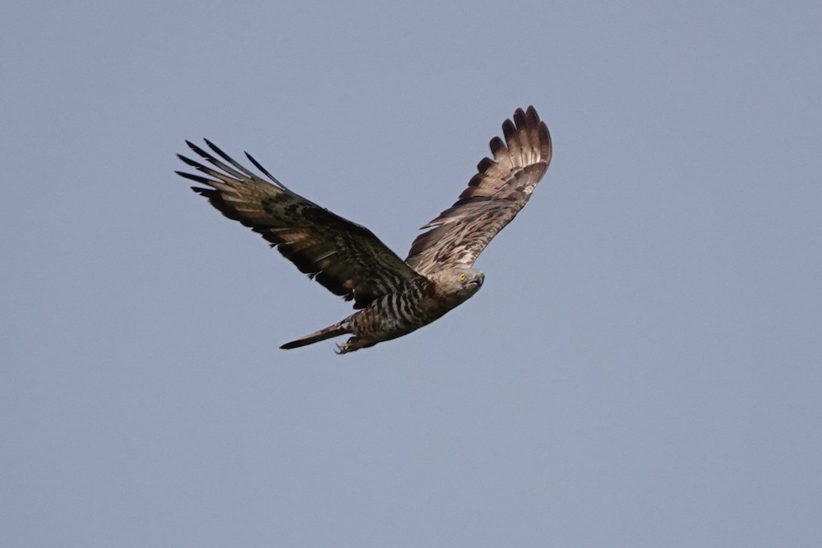 European Honey-buzzard - ML627821410