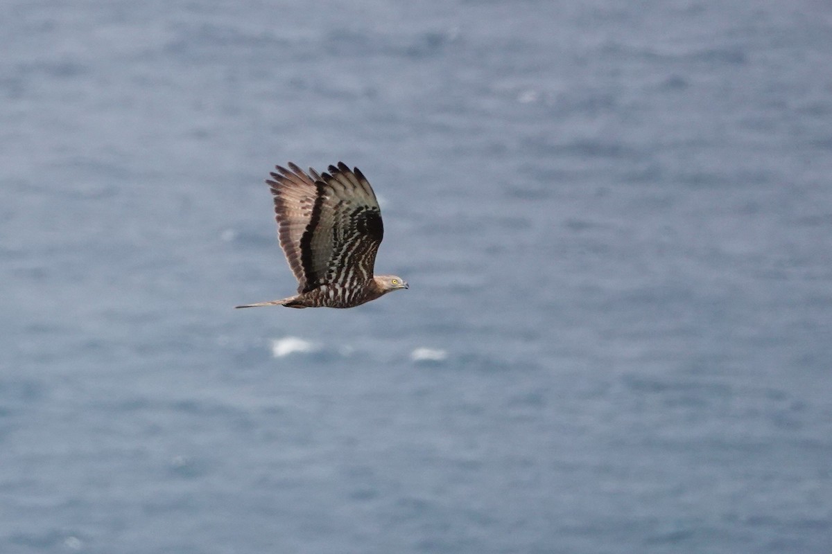 European Honey-buzzard - ML627821411