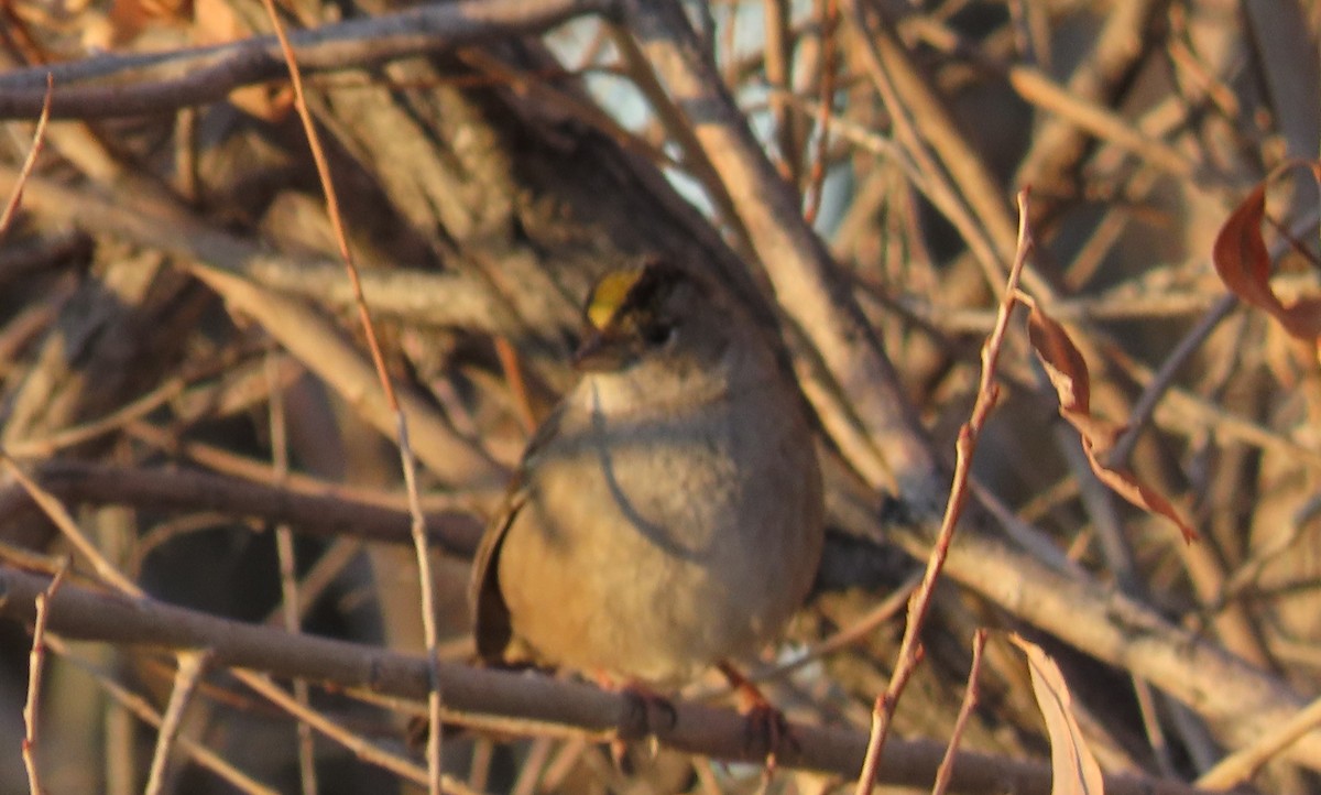 Golden-crowned Sparrow - ML627821432