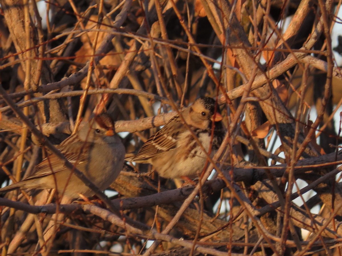 Harris's Sparrow - ML627821468