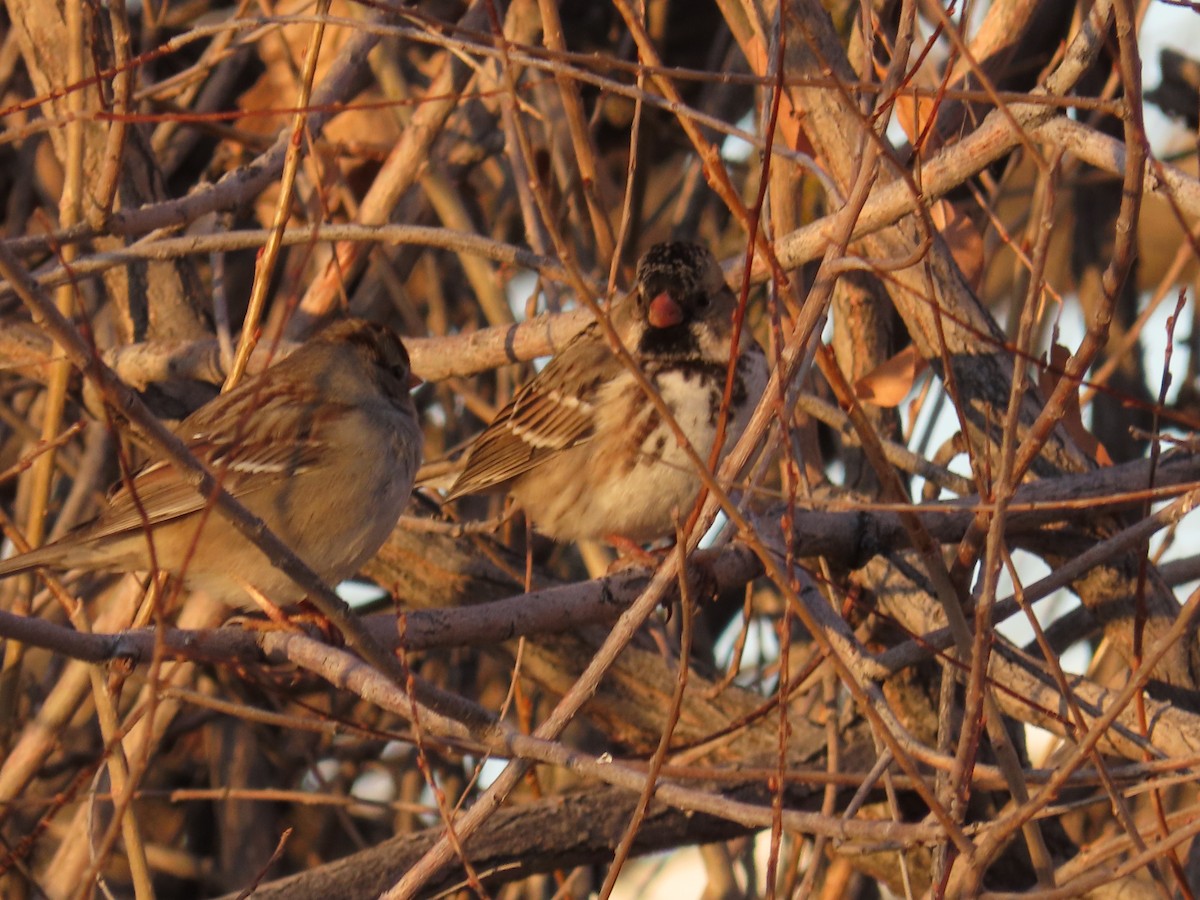 Harris's Sparrow - ML627821471