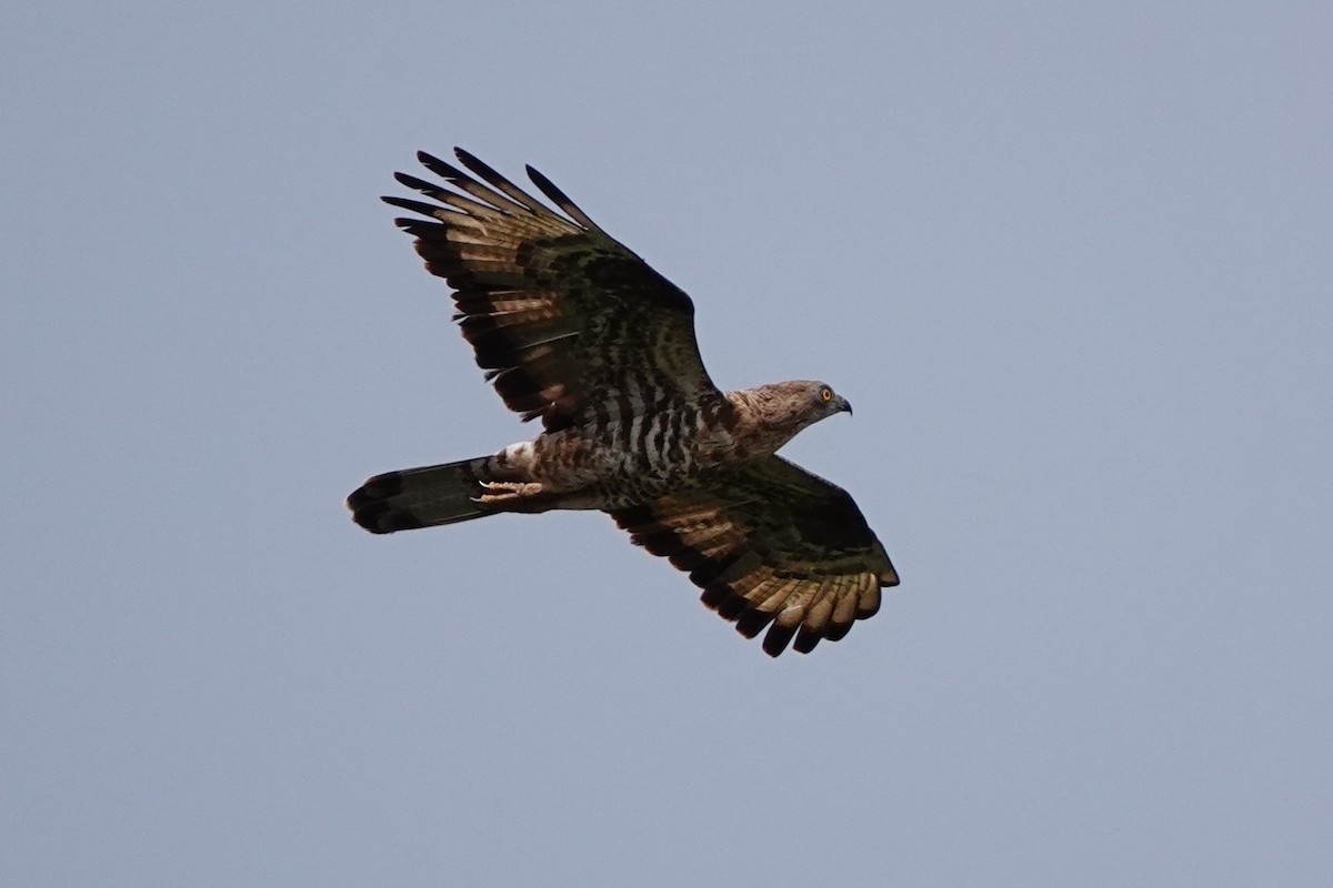 European Honey-buzzard - ML627821489