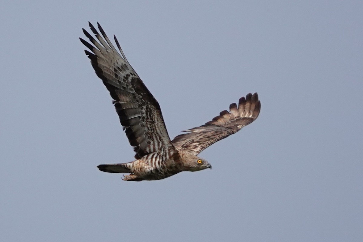 European Honey-buzzard - ML627821490