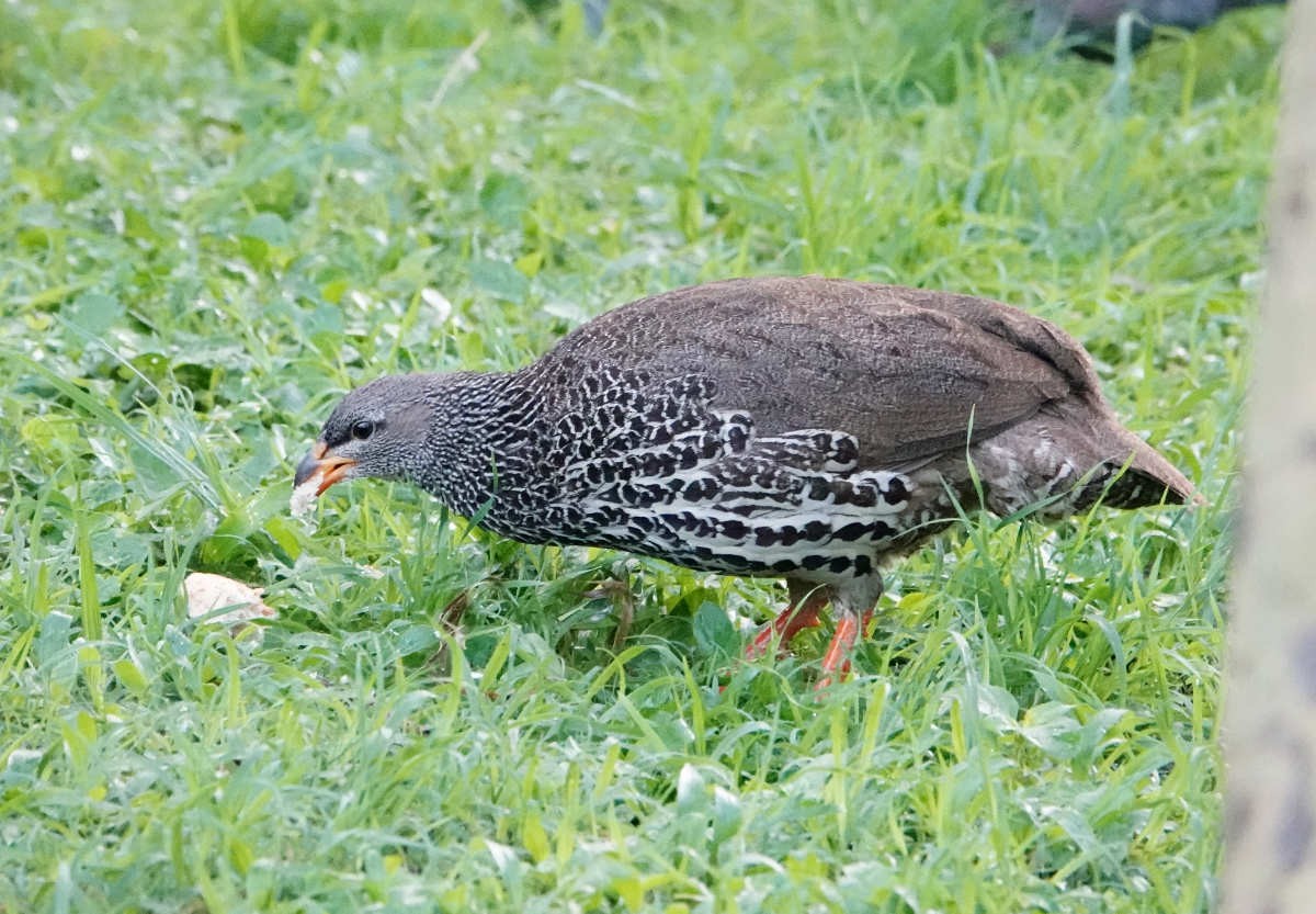 Hildebrandt's Spurfowl - ML627821519