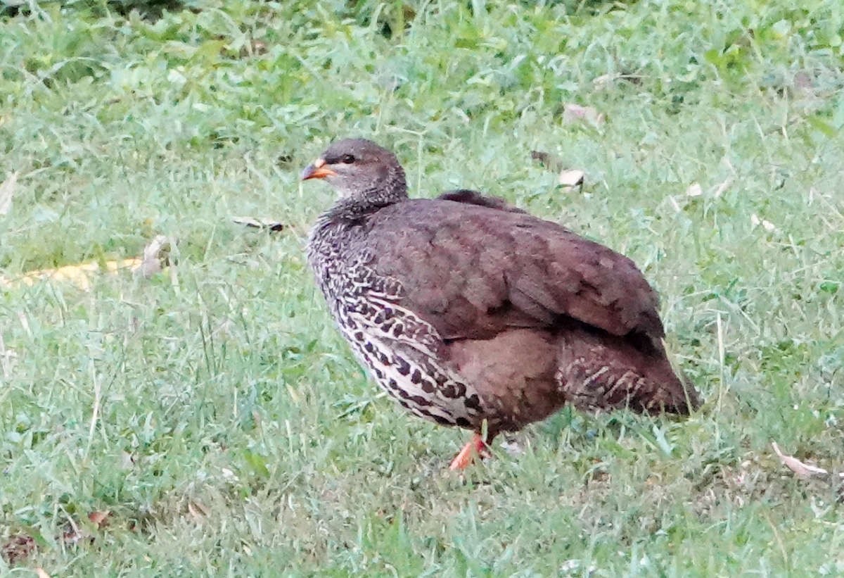 Hildebrandt's Spurfowl - ML627821520