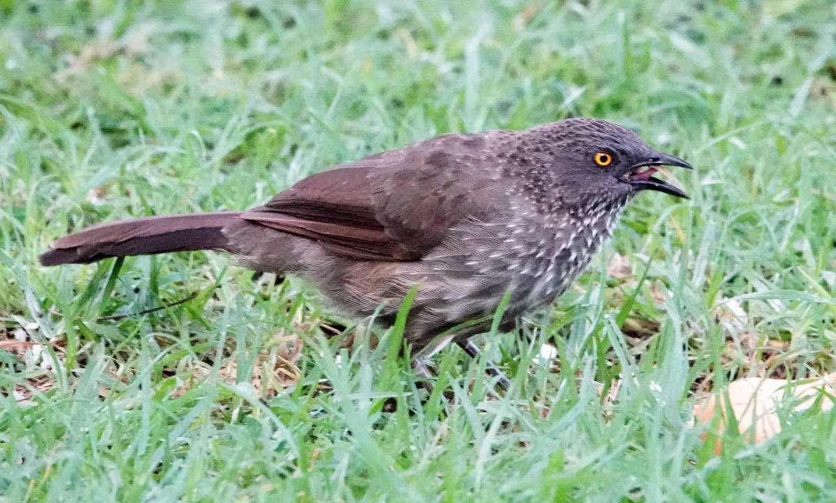 Arrow-marked Babbler - ML627821526