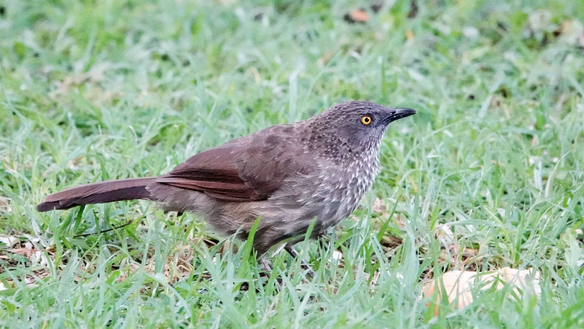 Arrow-marked Babbler - ML627821527