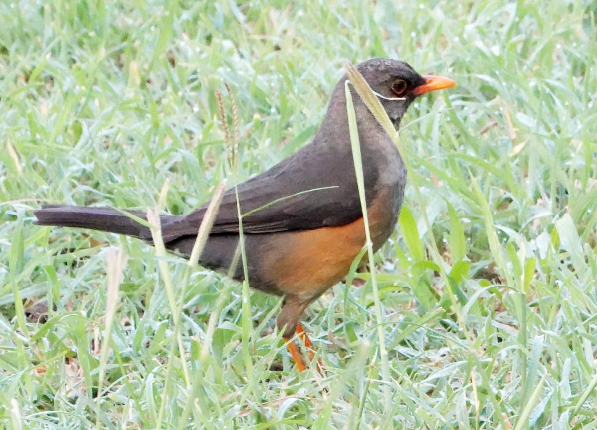 Abyssinian Thrush - ML627821534