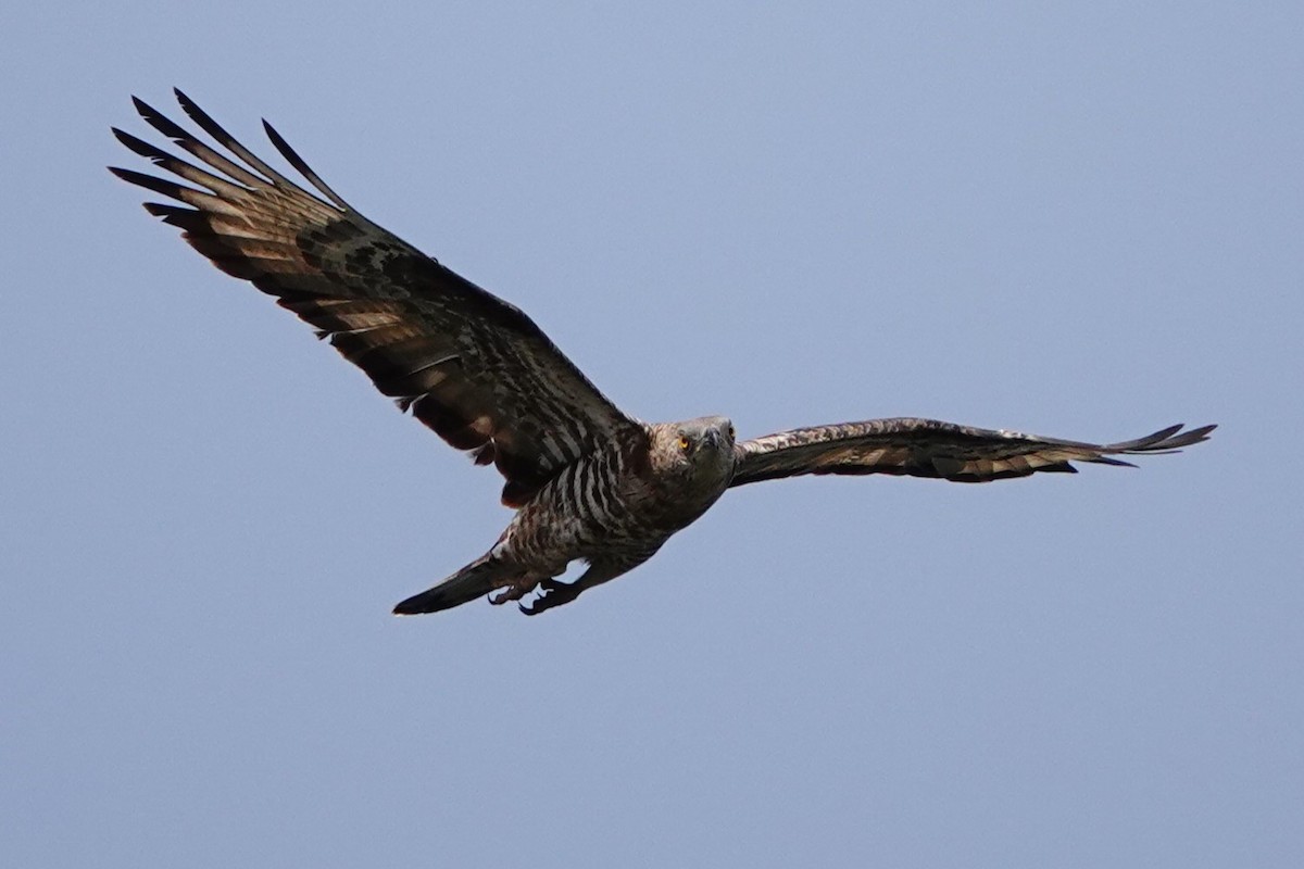 European Honey-buzzard - ML627821535