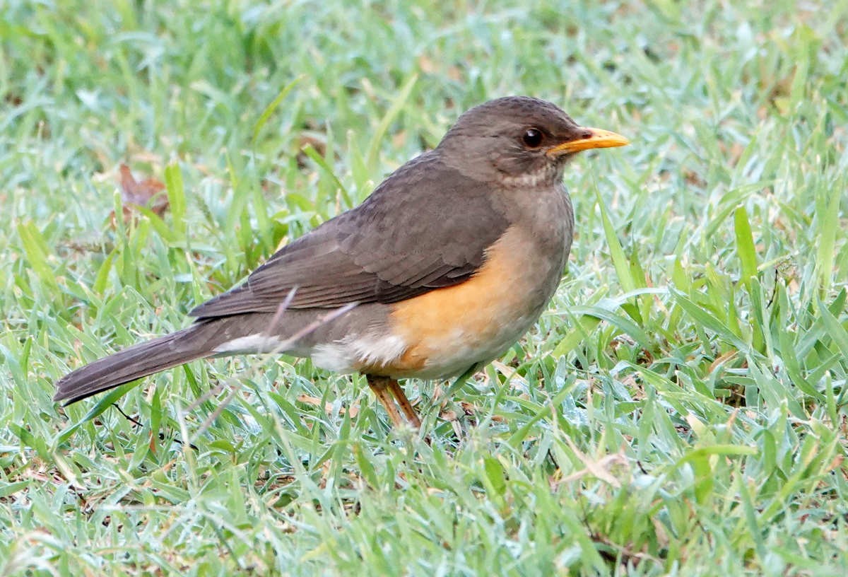 African Thrush - ML627821540