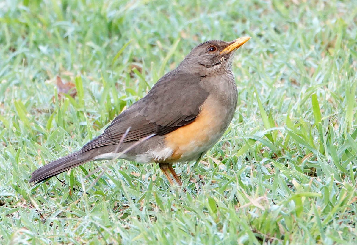 African Thrush - ML627821541