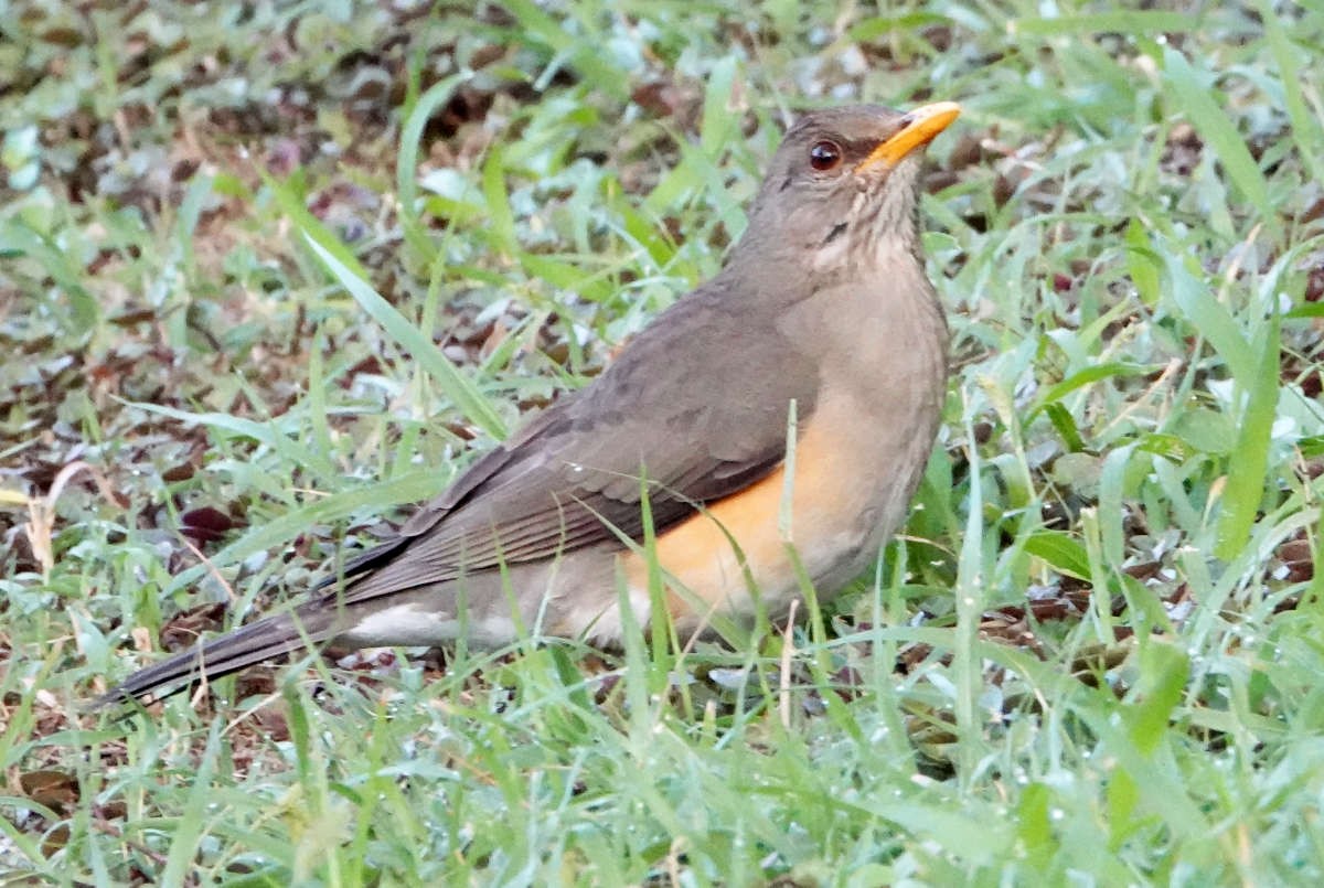 African Thrush - ML627821542