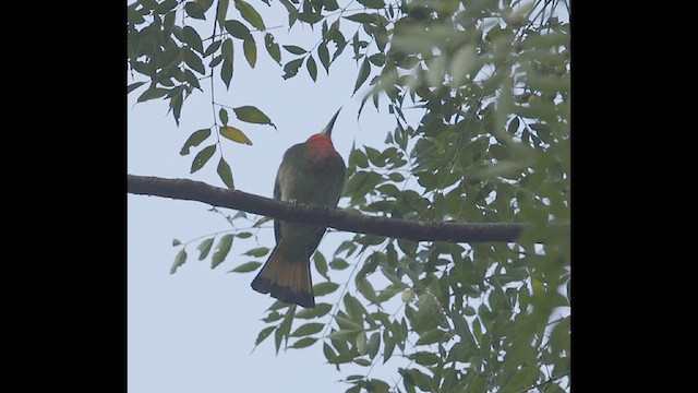 Red-bearded Bee-eater - ML627821545