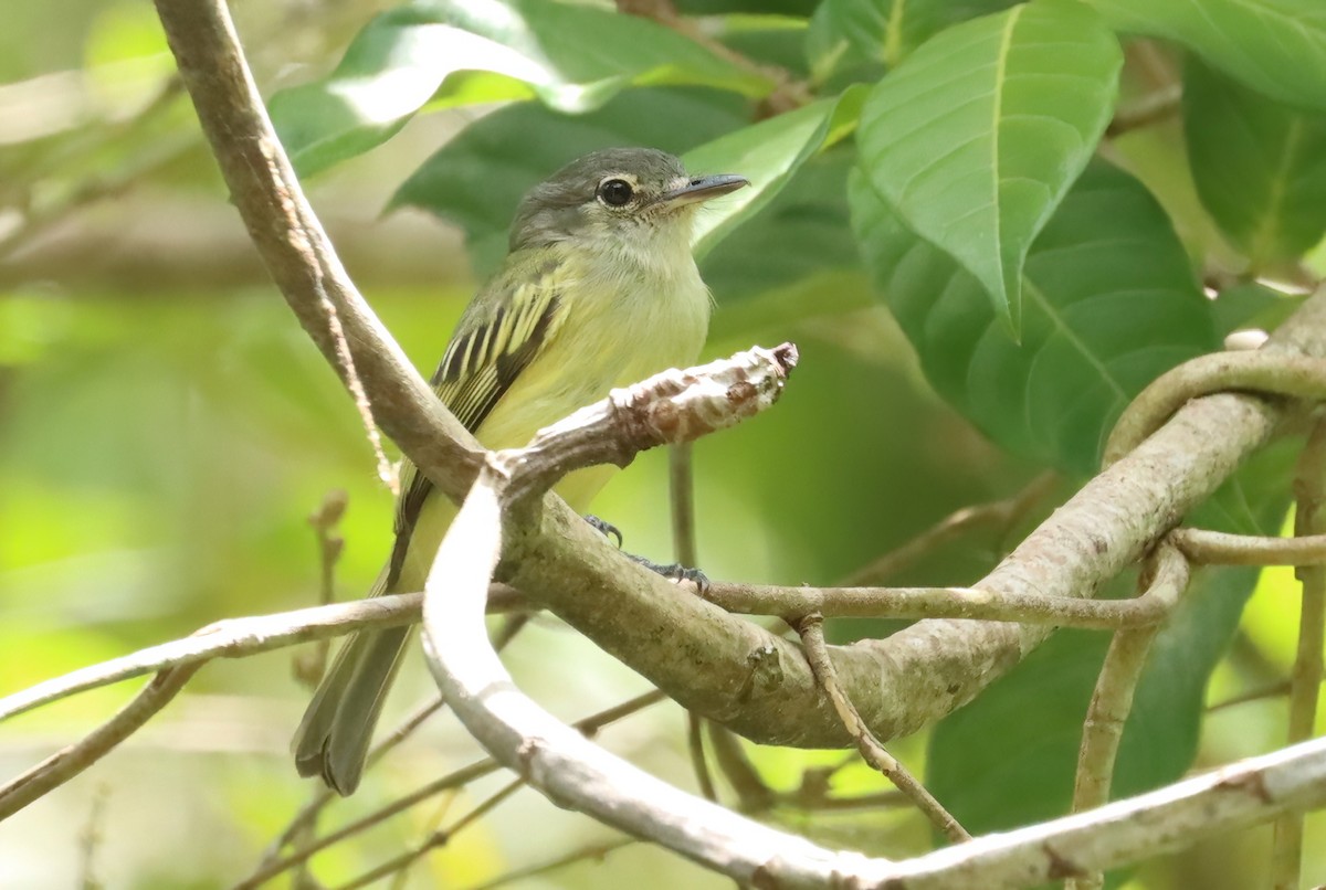 Yellow-winged Flatbill - ML627821553