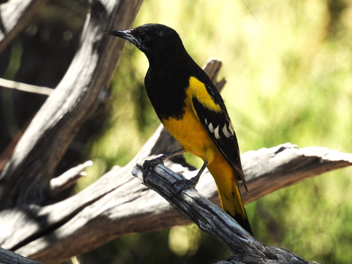 Scott's Oriole - ML627821669