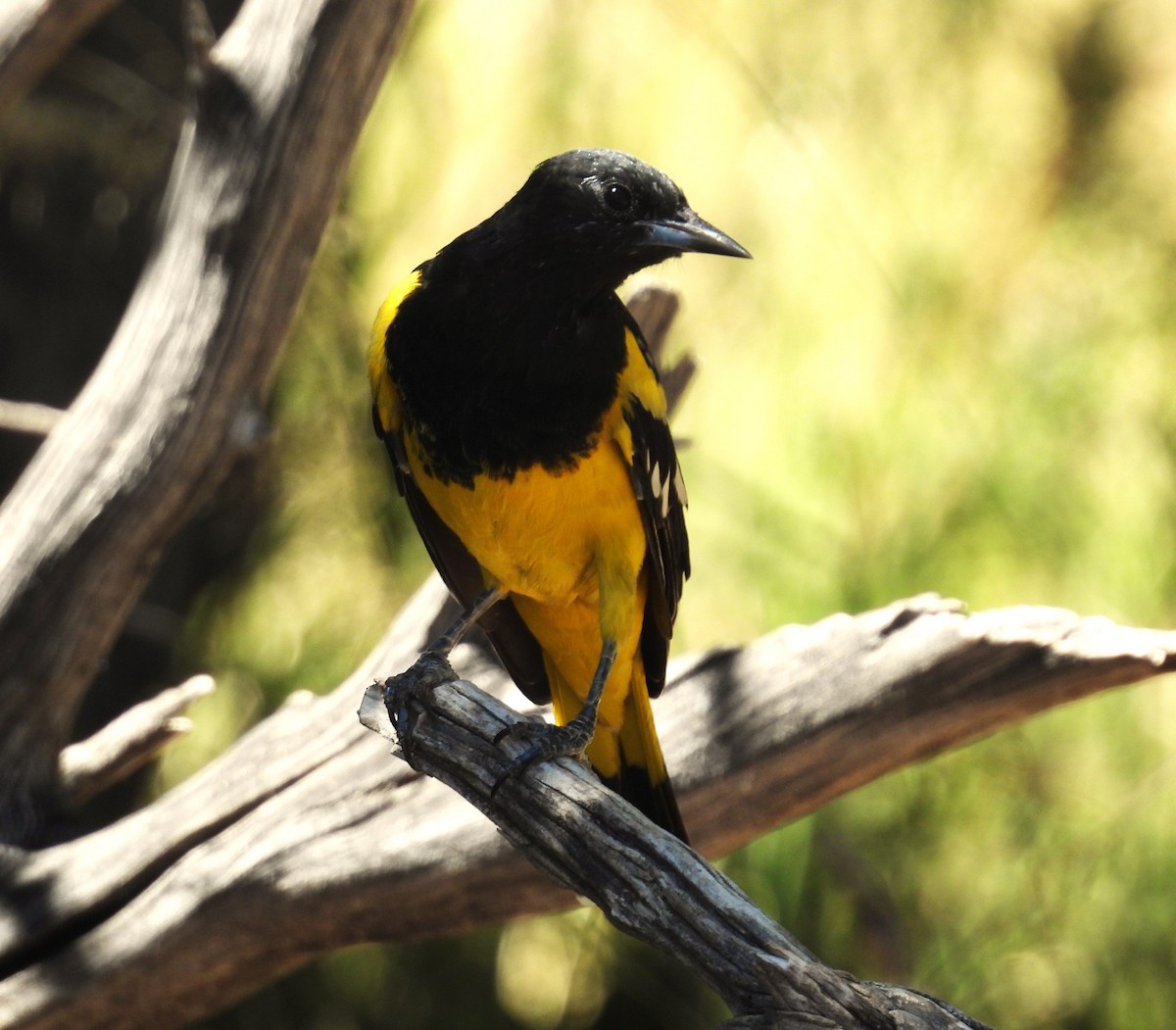 Scott's Oriole - ML627821670