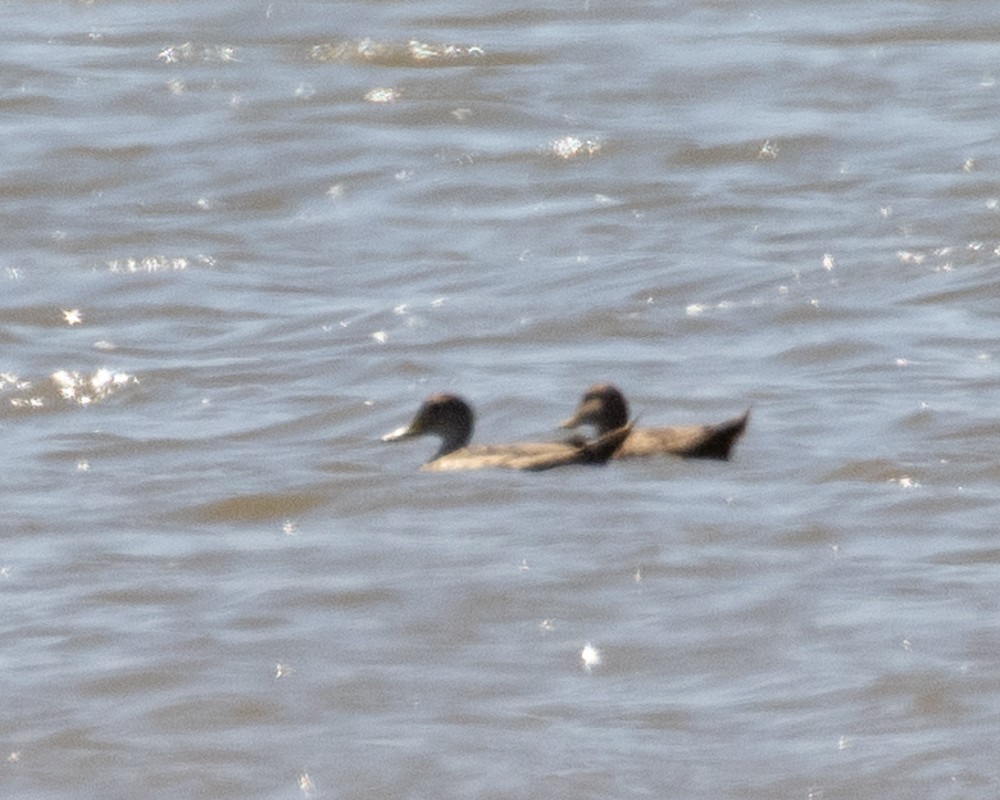 Yellow-billed Pintail - ML627821674