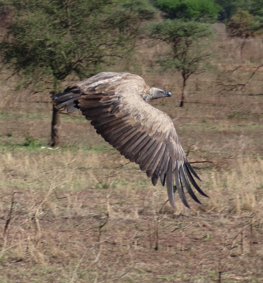 Buitre Dorsiblanco Africano - ML627821676