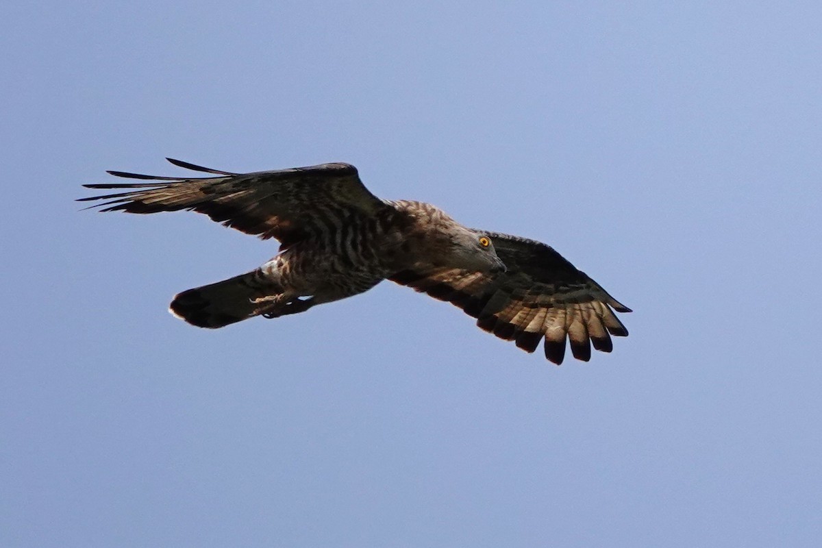 European Honey-buzzard - ML627821688