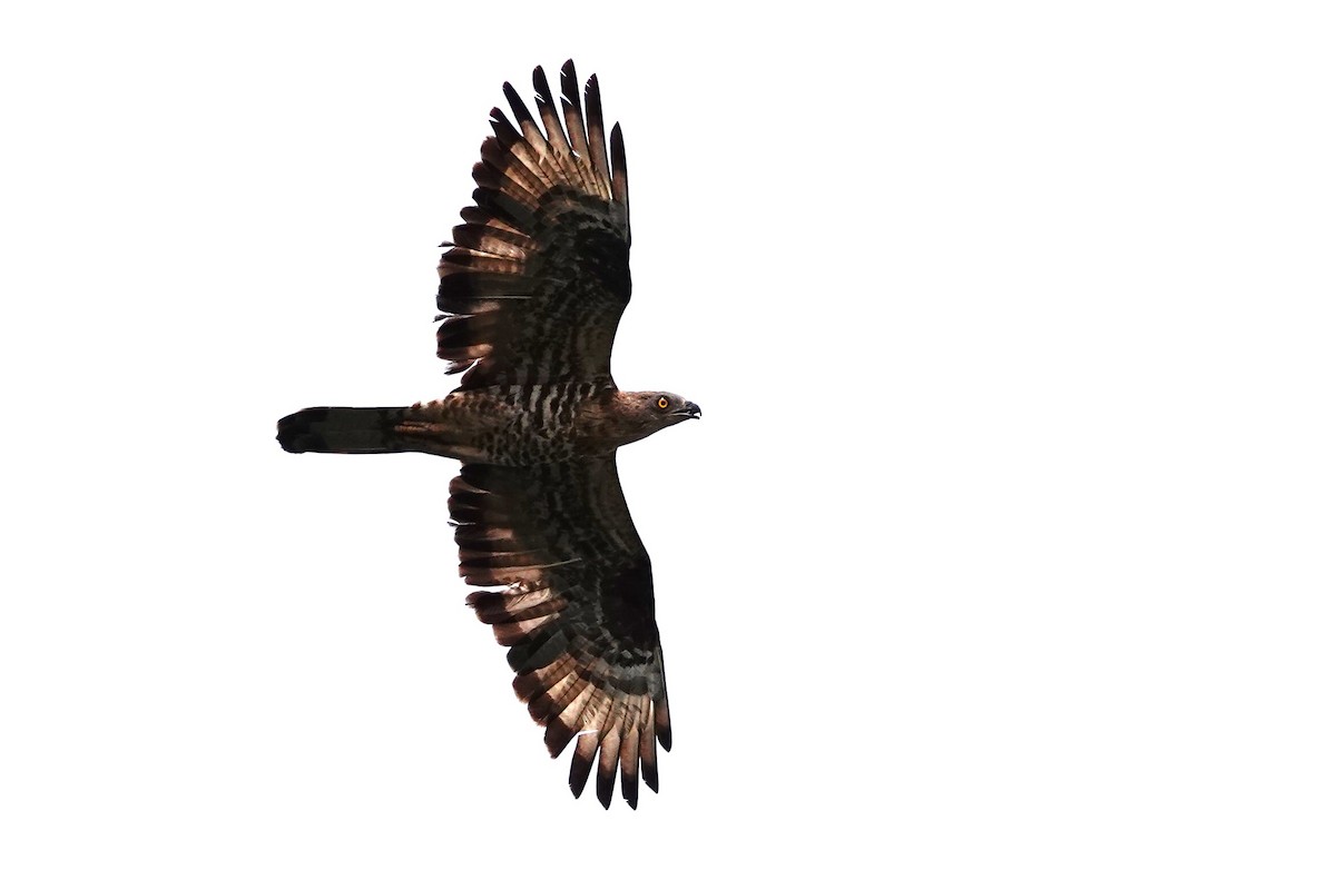 European Honey-buzzard - ML627821689