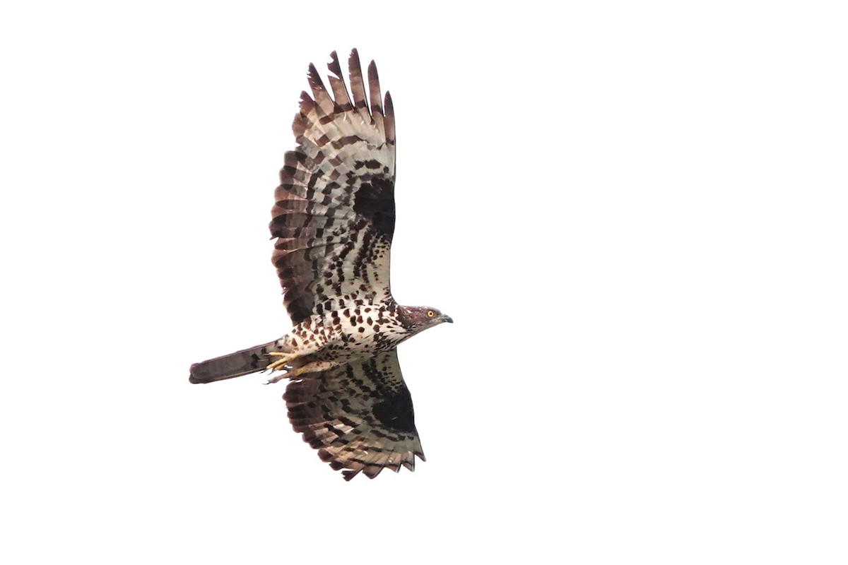 European Honey-buzzard - ML627821690