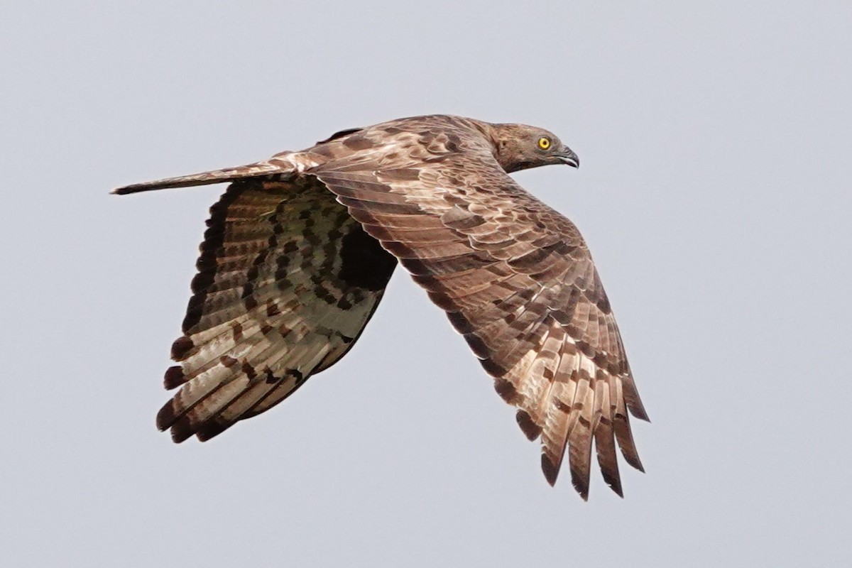 European Honey-buzzard - ML627821691