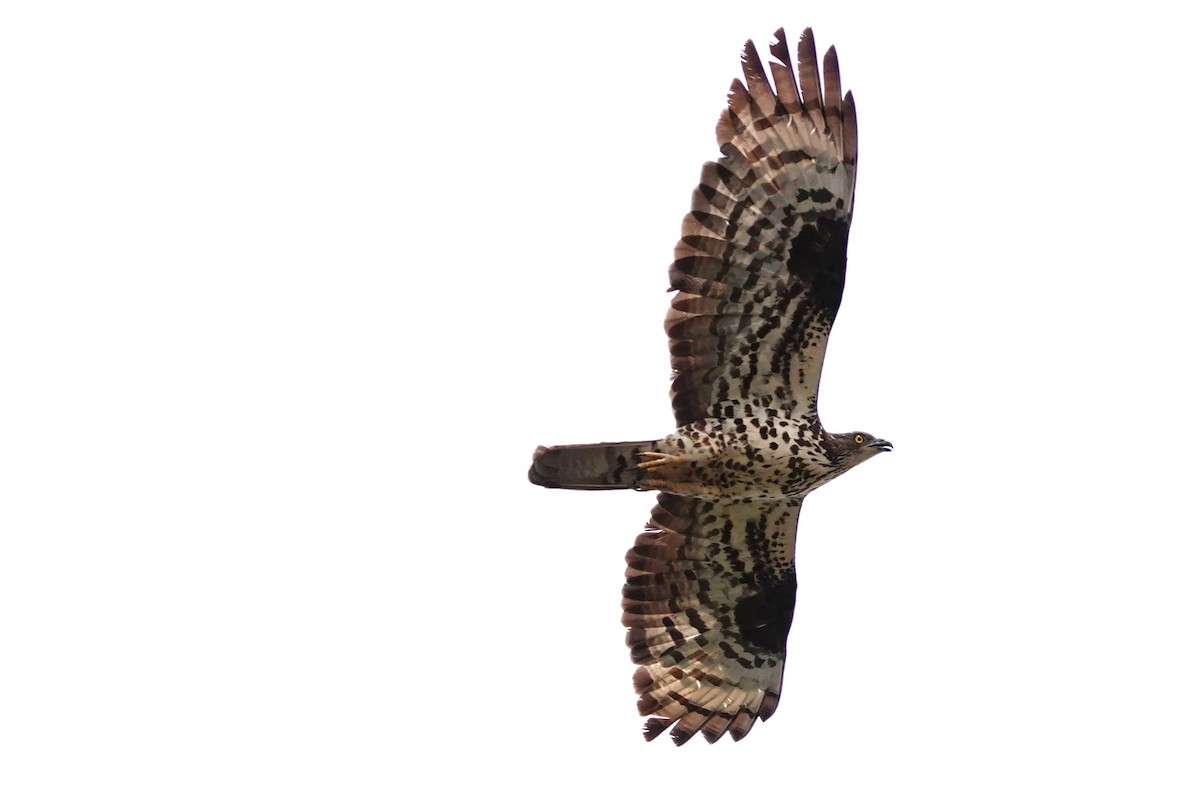 European Honey-buzzard - ML627821692