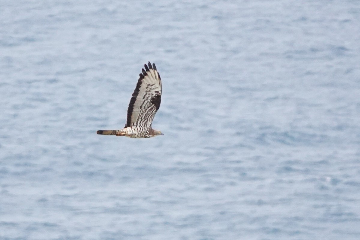 European Honey-buzzard - ML627821693