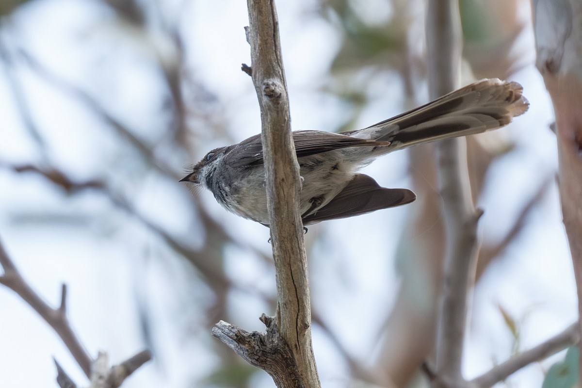 Gray Fantail (alisteri) - ML627821717